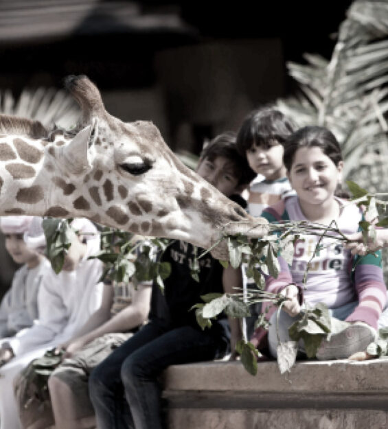 Meem-Zoo-UAE-Homepage